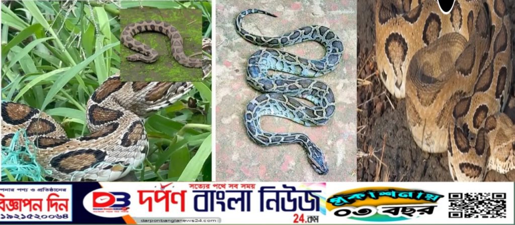 বাংলাদেশে ৮০টি প্রজাতির সাপ রয়েছে। তার মধ্যে সাত থেকে আট প্রজাতির অত্যন্ত বিষধর সাপ।