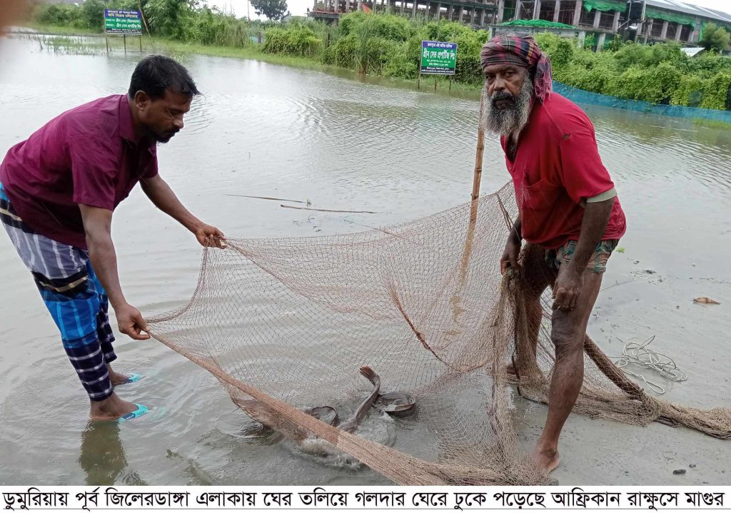 ডুমুরিয়ায় ঘের তলিয়ে গলদার ঘেরে ঢুকে পড়েছে আফ্রিকান রাক্ষুসে মাগুর।