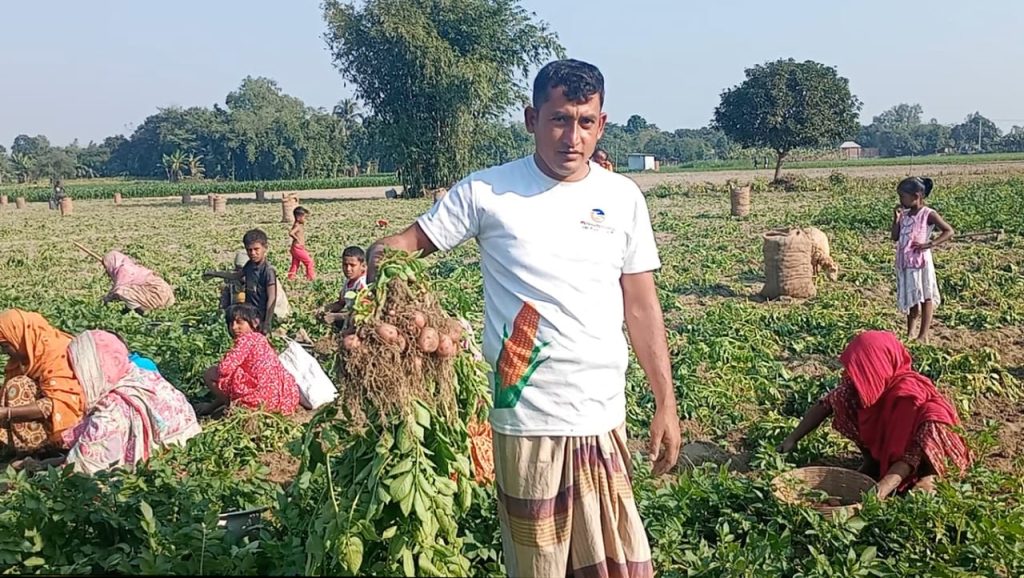 ফুলবাড়ীতে আগাম জাতের আলু তোলার হিড়িক, আলুর বেশি দাম পেয়ে খুশি।