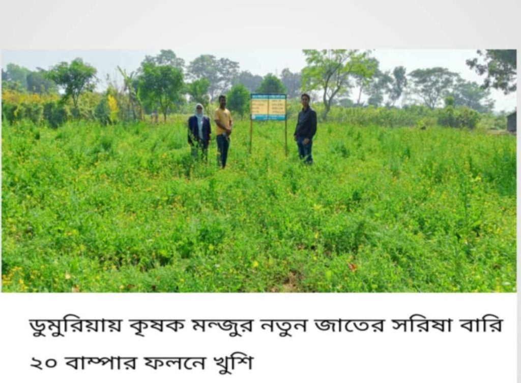 ডুমুরিয়ায় নতুন জাতের বারি ২০ সরিষার  বাম্পার ফলন।