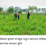 ডুমুরিয়ায় নতুন জাতের বারি ২০ সরিষার  বাম্পার ফলন।