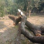 ডুমুরিয়ায় দেদারসে কর্তন হচ্ছে সরকারি গাছ।