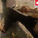 ডুমুরিয়ায় বিরোধপূর্ণ জমির লক্ষাধীক টাকার গাছ কেটে নেওয়ার অভিযোগ।