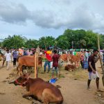 বান্দরবানে জমজমাট গরু-ছাগলের হাট।