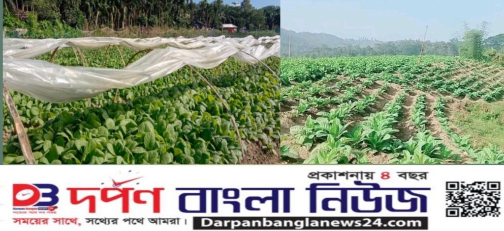 লামায় তামাক চাষ : হুমকির মুখে নদীর চর ফসলি জমি