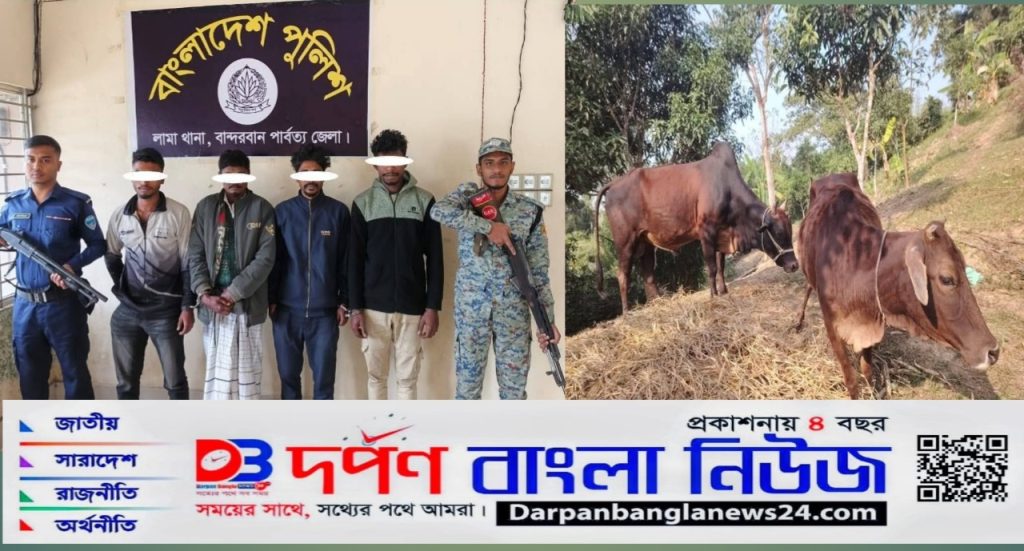লামায় পুলিশের অভিযানে ২টি গরু সহ চার চোর গ্রেফতার।