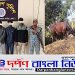 লামায় পুলিশের অভিযানে ২টি গরু সহ চার চোর গ্রেফতার।