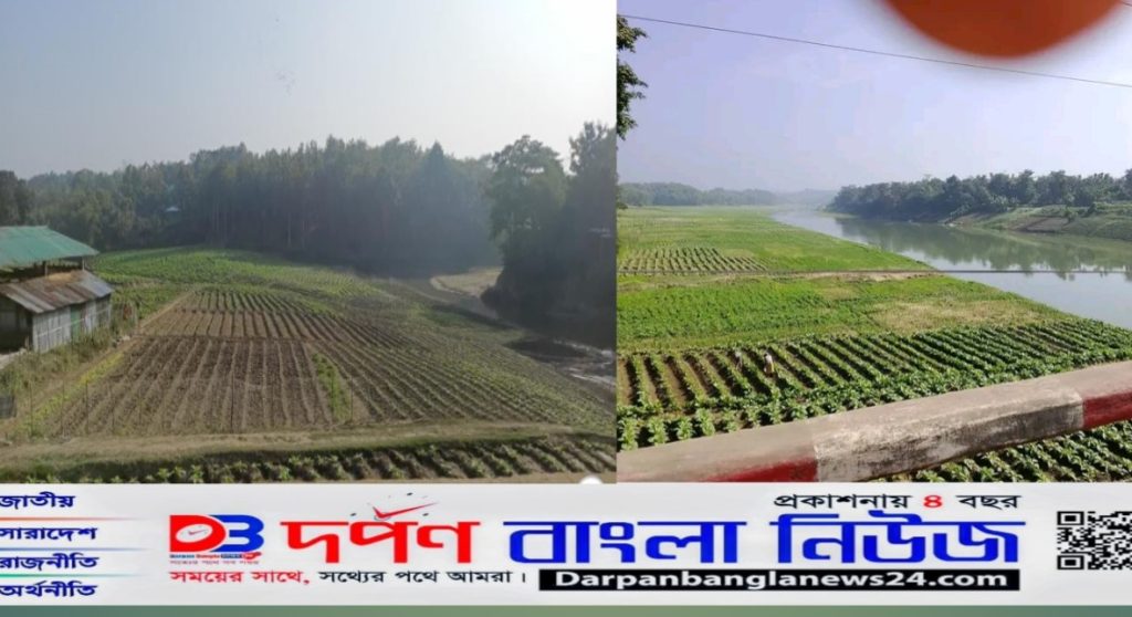 বান্দরবানের লামায় তামাক চাষের বিস্তার,পরিবেশ ও বন হুমকির মুখে।