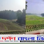 বান্দরবানের লামায় তামাক চাষের বিস্তার,পরিবেশ ও বন হুমকির মুখে।