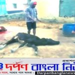 অসুস্থ গরু জবাই করে বিক্রির অভিযোগ।