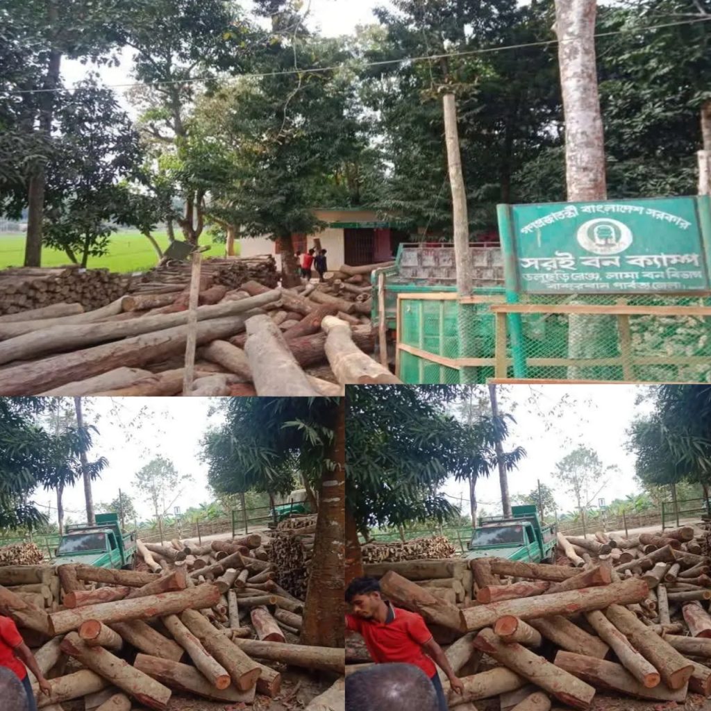 সরই বন ক্যাম্প ও সেনাবাহিনীর যৌথ অভিযানে বিপুল গোল কাঠ জব্দ