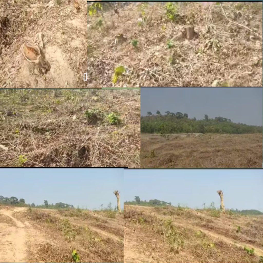 চট্টগ্রাম দক্ষিণ বন বিভাগের চুনতি রেঞ্জের সাতগড় বনবিটের এলাকায় ১০ একর বনাঞ্চলের গাছ কেটে সাবাড়