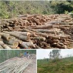 লামায় সরই বিট কমকর্তা যোগসাজশে অবৈধ কাঠ পাচারের হিড়ক