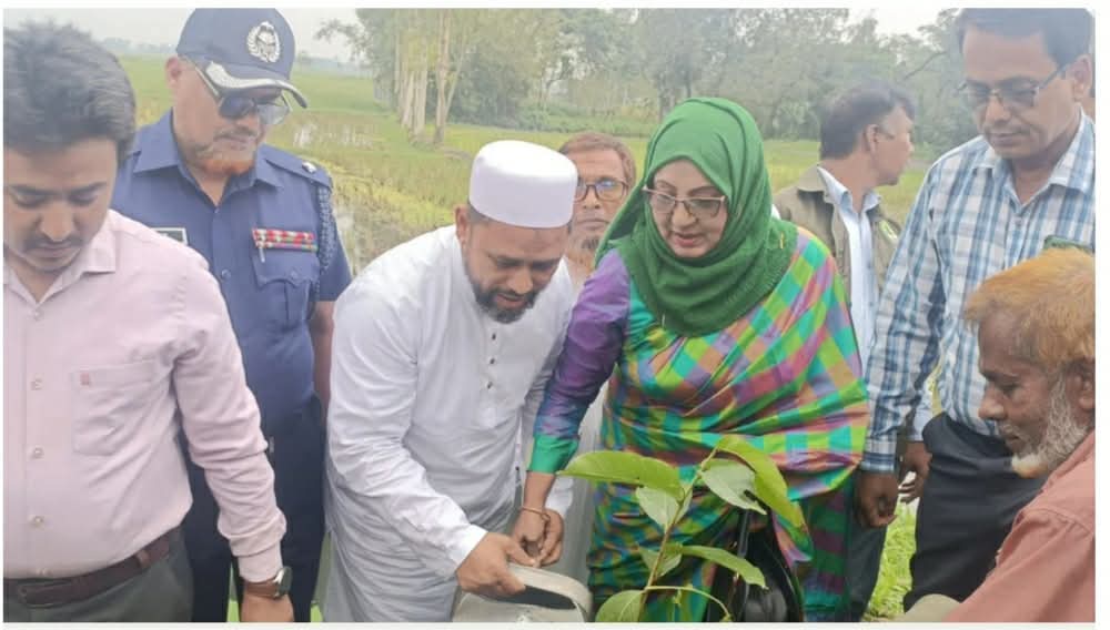 কিশোরগঞ্জে ৩ লাখ বৃক্ষরোপন উদ্বোধন করলেন এমপি